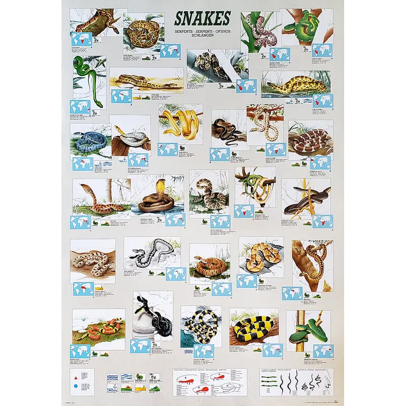 SNAKES Animal Zoology Wall Chart Educational 27x39 Poster - Ricordi Arte