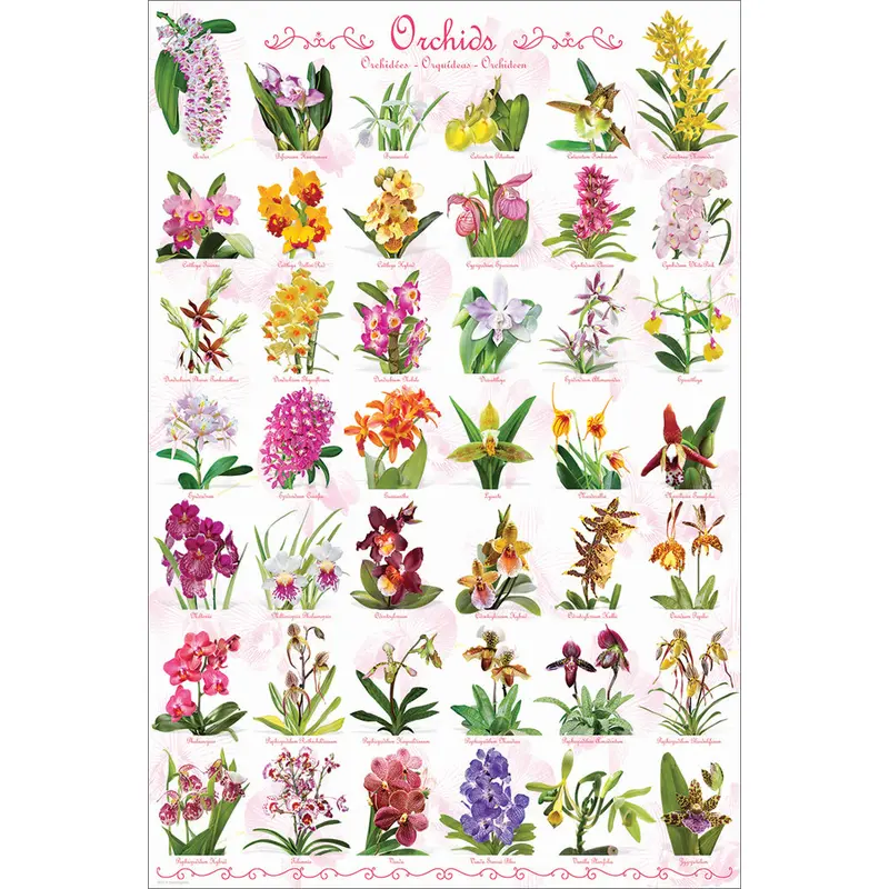 Orchids Poster (42 Beautiful Flower Varieties) - Eurographics Inc.